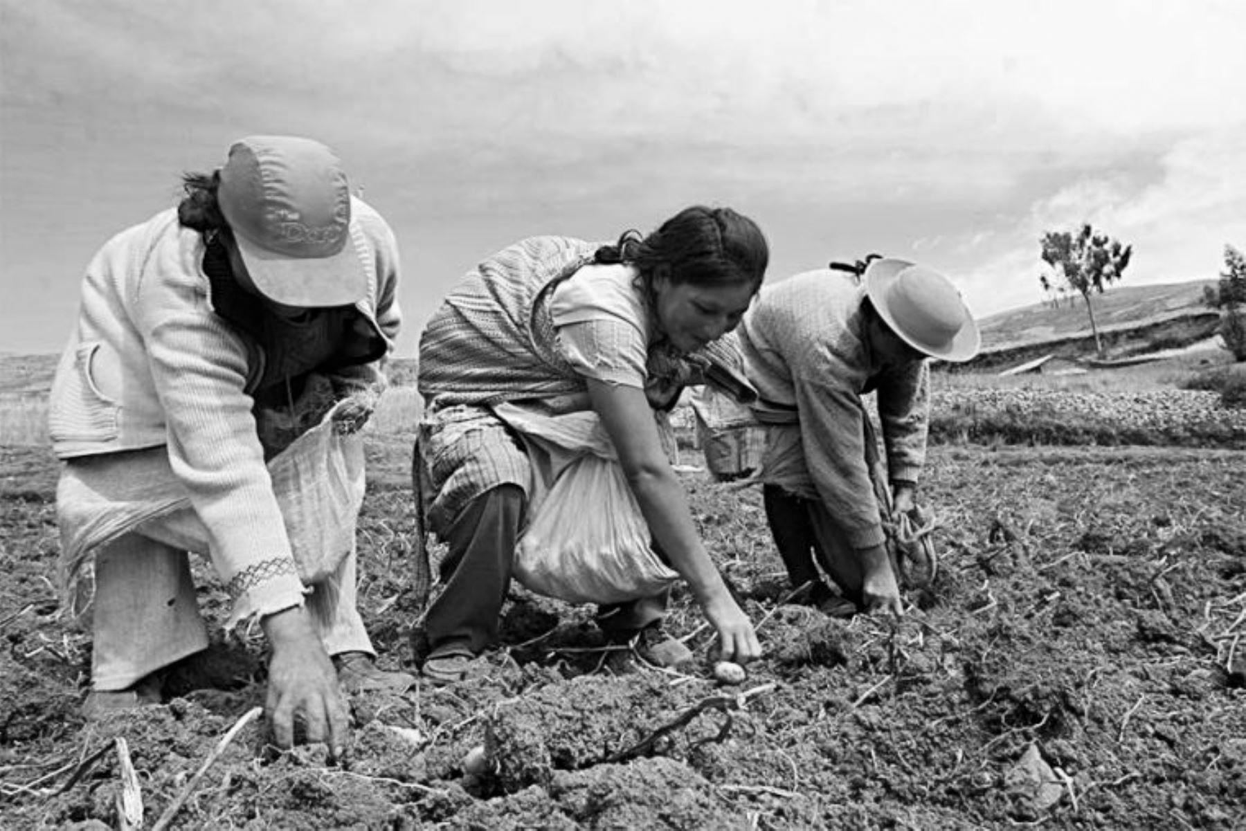 Nueva Ley de Agraria “Ley Chlimper 2.0” un retroceso que favorece a las agroexportadoras y golpea a los pequeños agricultores